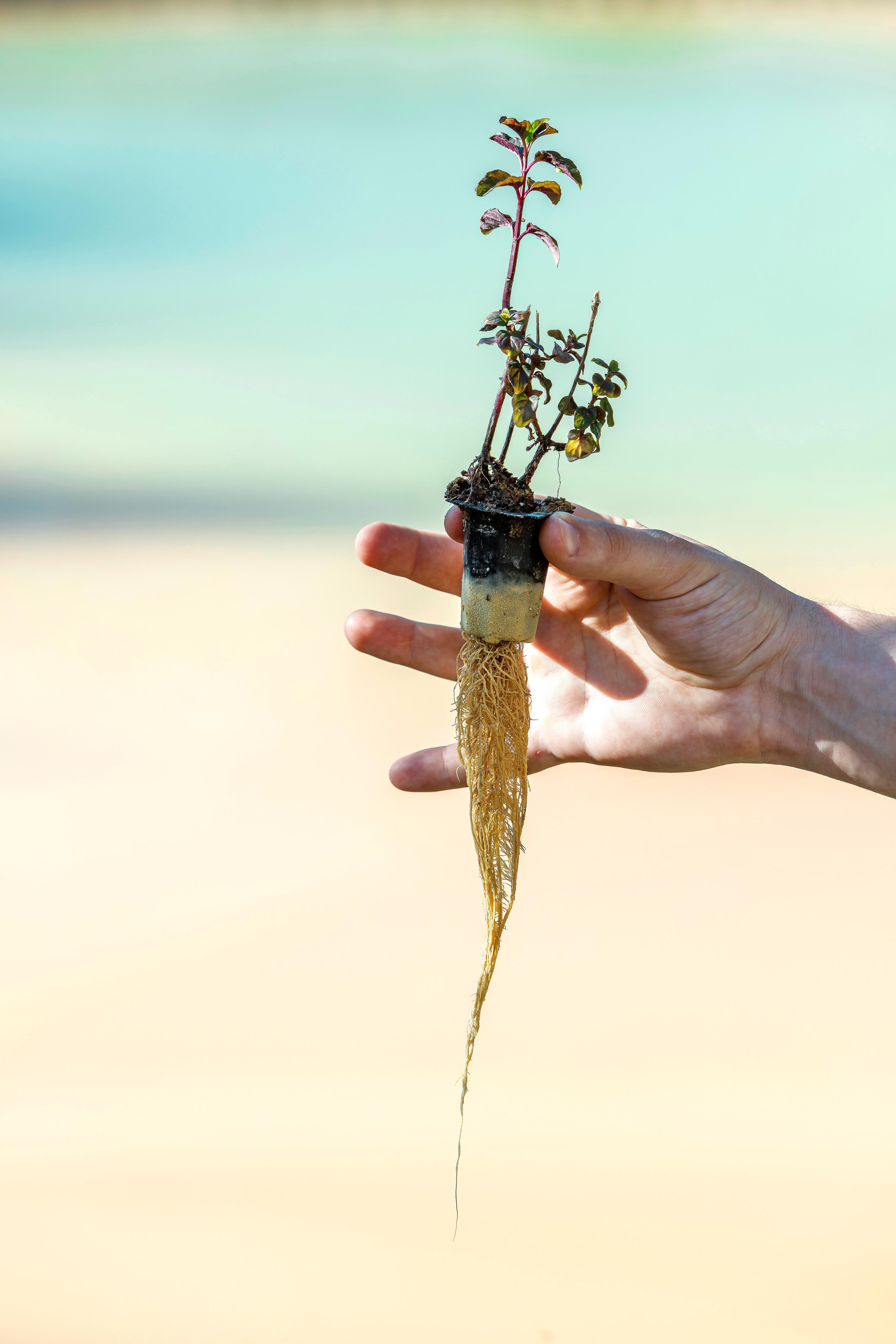 <span class="ezstring-field">kl_mint_active-ingredient_field_plant_2019 -160- 367x460</span>